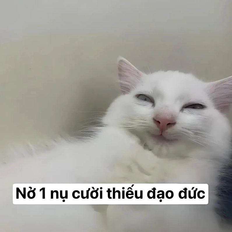 20+ Ảnh Meme Mèo Mắt Thâm Cận Cảnh và Biểu Cảm Thấu Đáo 14 Ảnh meme mèo mắt thâm cười nhếch mép giả trân thiếu đạo đức