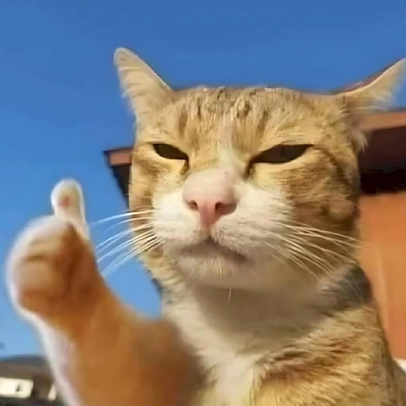 20+ Ảnh Meme Mèo Mắt Thâm Cận Cảnh và Biểu Cảm Thấu Đáo 5 Ảnh meme mèo mắt thâm giơ ngón cái thể hiện sự mệt mỏi