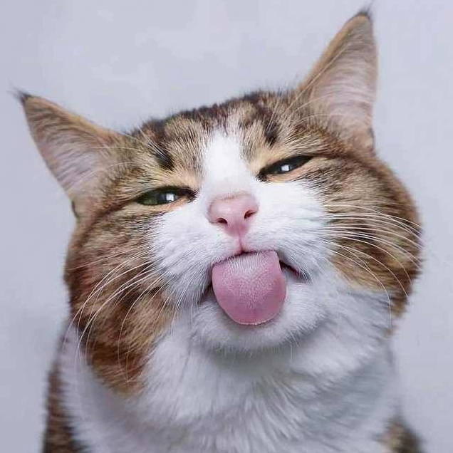 20+ Ảnh Meme Mèo Mắt Thâm Cận Cảnh và Biểu Cảm Thấu Đáo 17 Ảnh meme mèo mắt thâm lè lưỡi trêu tức đầy sự bất cần