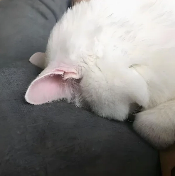 Cận cảnh Bộ sưu tập ảnh meme ngại siêu đáng yêu khiến bạn bật cười 4 Ảnh meme mèo ngại dễ thương dí dỏm