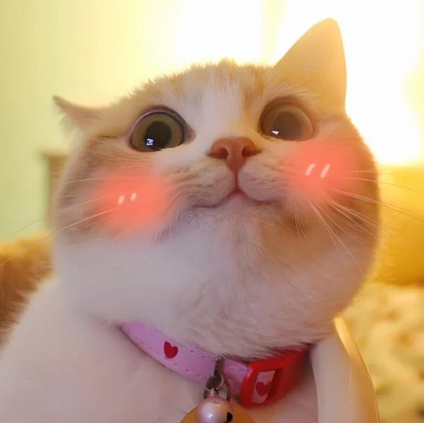 Cận cảnh Bộ sưu tập ảnh meme ngại siêu đáng yêu khiến bạn bật cười 6 Ảnh meme mèo ngại ngùng cử chỉ thẹn thùng