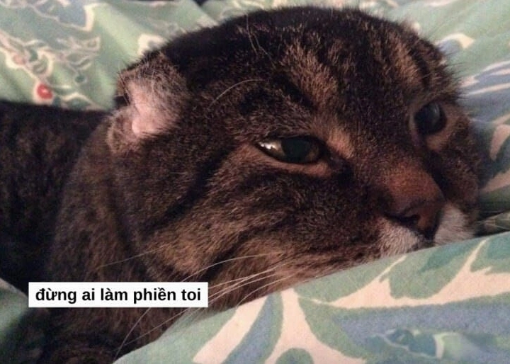 Ảnh meme mèo ngủ cười xỉu với biểu cảm độc đáo