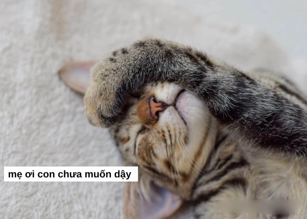 Ảnh meme mèo ngủ cute đáng yêu với khuôn mặt tròn xoe