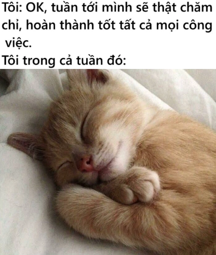 Ảnh meme mèo ngủ cute trong tư thế cuộn tròn ấm áp