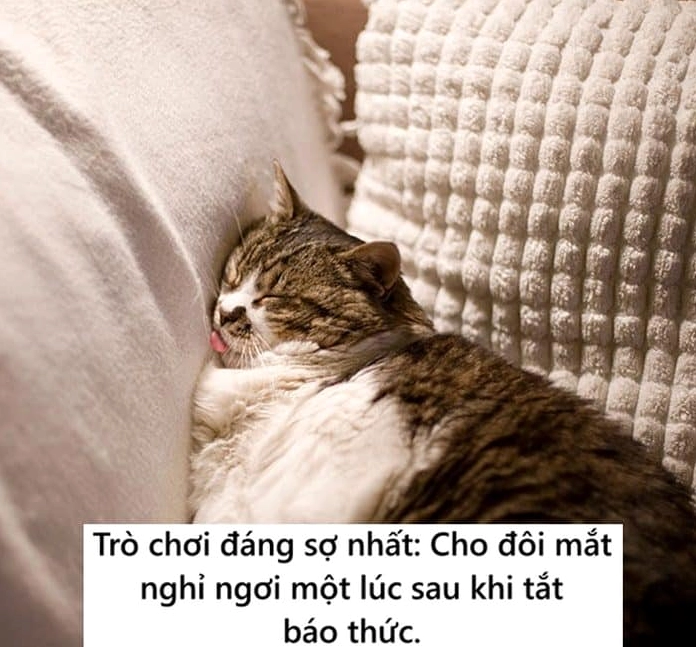 Ảnh meme mèo ngủ cute và đáng yêu với đôi mắt nhắm nghiền