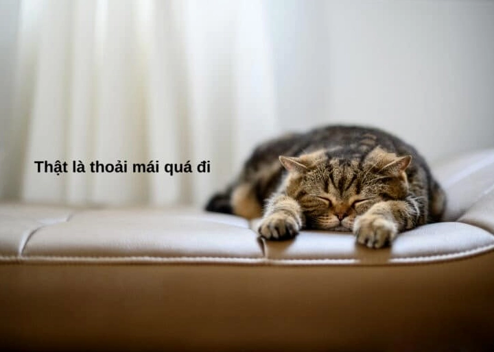 Ảnh meme mèo ngủ dễ thương với mèo con cuộn tròn