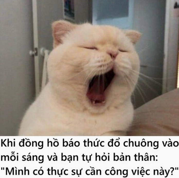 Ảnh meme mèo ngủ say giấc nồng hài hước
