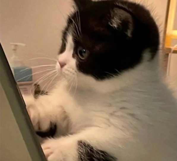 Bộ sưu tập ảnh meme mèo quẩy cực chất: Cười rung ghế với các boss 1 Ảnh meme mèo quẩy ngẩng đầu biểu cảm mạnh mẽ như đang phiêu linh