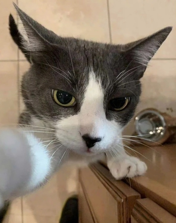 Bộ sưu tập ảnh meme mèo quẩy cực chất: Cười rung ghế với các boss 8 Ảnh meme mèo quẩy ngầu lòi với kính râm và biểu cảm tự tin