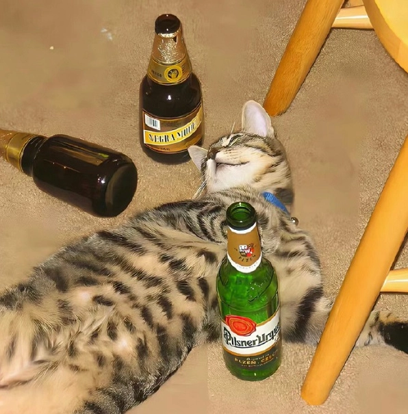 Bộ sưu tập ảnh meme mèo quẩy cực chất: Cười rung ghế với các boss 13 Ảnh meme mèo quẩy với đôi mắt to tròn biểu cảm hài hước