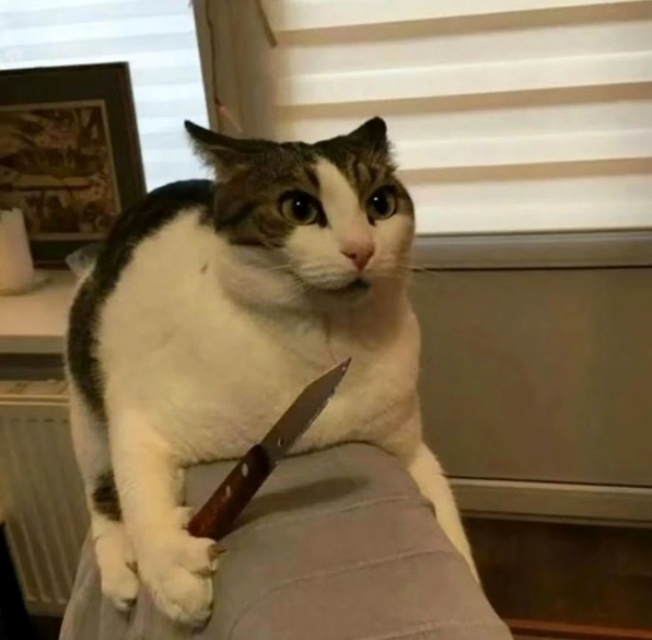 Bộ sưu tập ảnh meme mèo quẩy cực chất: Cười rung ghế với các boss 3 Ảnh meme mèo quẩy với đôi mắt tròn xoe ngạc nhiên