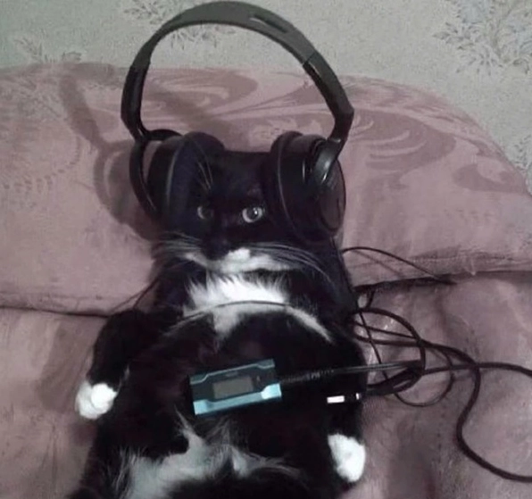 Bộ sưu tập ảnh meme mèo quẩy cực chất: Cười rung ghế với các boss 6 Ảnh meme mèo quẩy với khuôn mặt ngạc nhiên há hốc