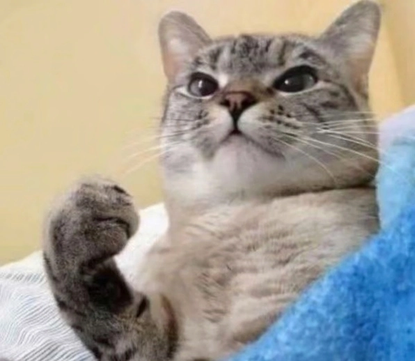 Bộ sưu tập ảnh meme mèo quẩy cực chất: Cười rung ghế với các boss 2 Ảnh meme mèo quẩy với tư thế hài hước đang ngồi trên đầu người