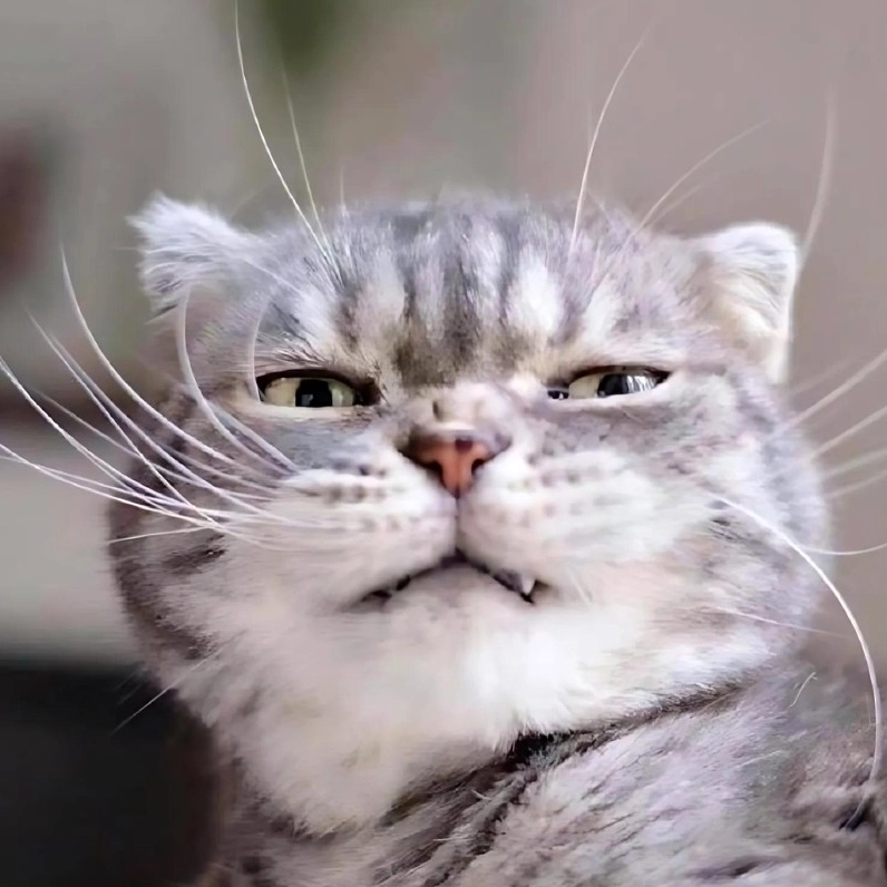 Ảnh meme mèo suy nghĩ cười nhếch mép giả trân, ẩn chứa sự tính toán khôn ngoan