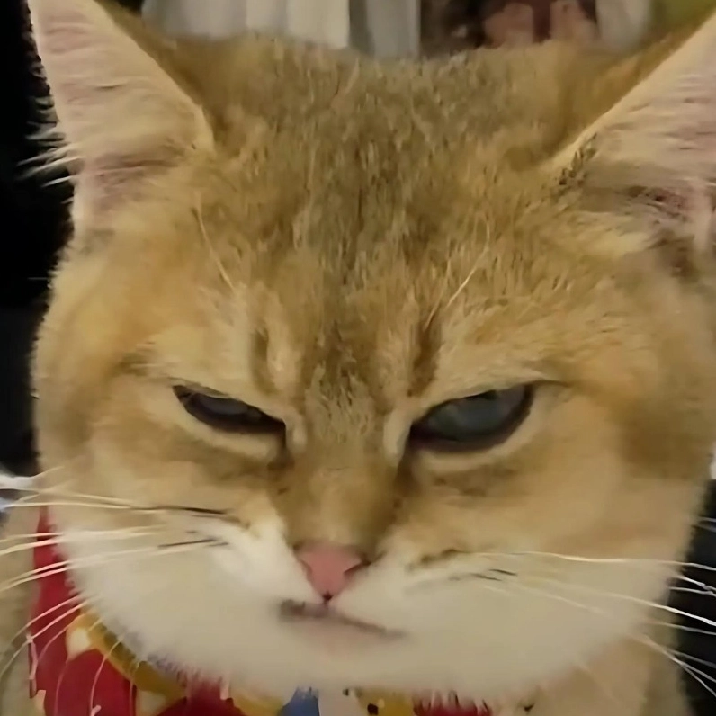 Ảnh meme mèo suy nghĩ cười nhếch mép ngầu, biểu cảm của một 'mèo đăm chiêu' tự tin