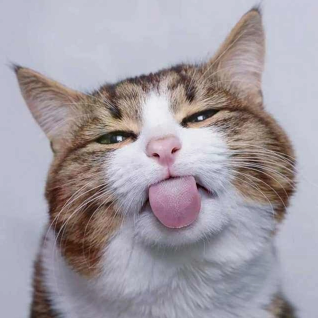 Ảnh meme mèo suy nghĩ lè lưỡi với biểu cảm tinh quái, đang 'loading' một ý tưởng mới lạ