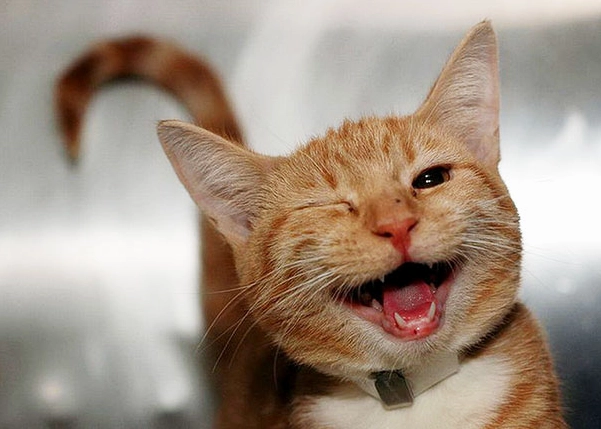 Ảnh meme mèo suy nghĩ với nụ cười chớp mắt đầy ẩn ý, như đang ấp ủ một trò đùa