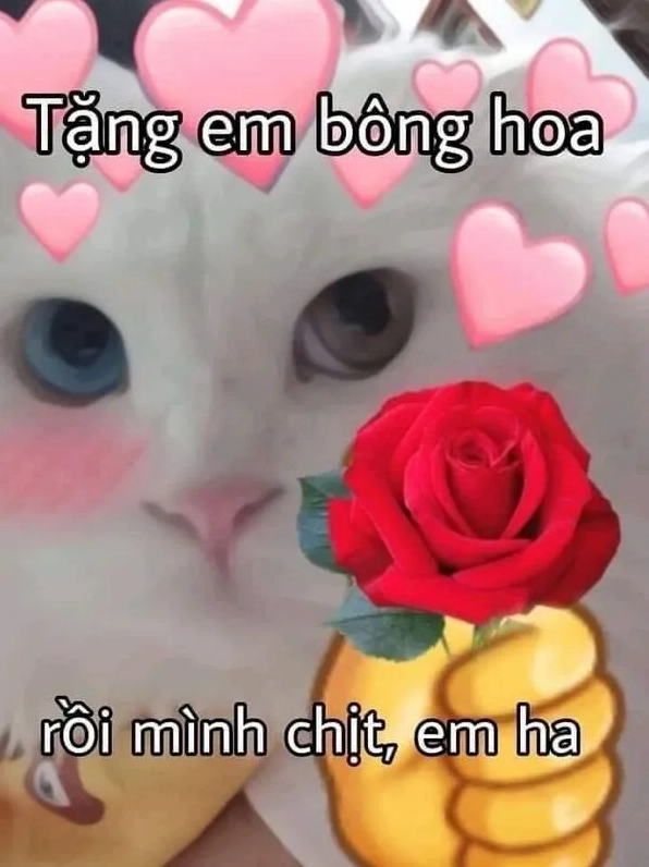 Ảnh meme mèo tặng hoa hồng đỏ với ánh mắt bí ẩn