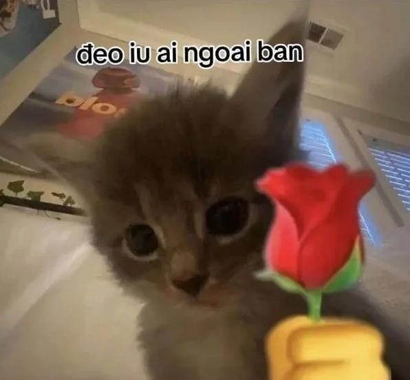 Ảnh meme mèo tặng hoa mới nhất với vẻ mặt trầm tư