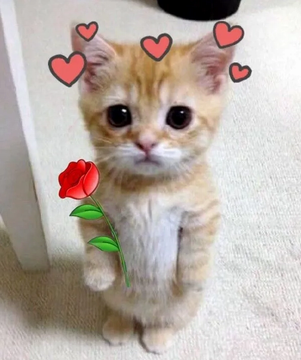 Ảnh meme mèo tặng hoa nhỏ bé với bông hoa khổng lồ