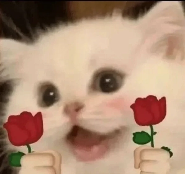 Ảnh meme mèo tặng hoa siêu đáng yêu với đôi mắt to tròn