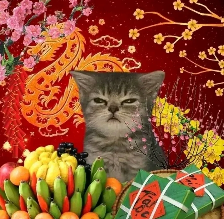 Ảnh meme mèo tết với biểu cảm 