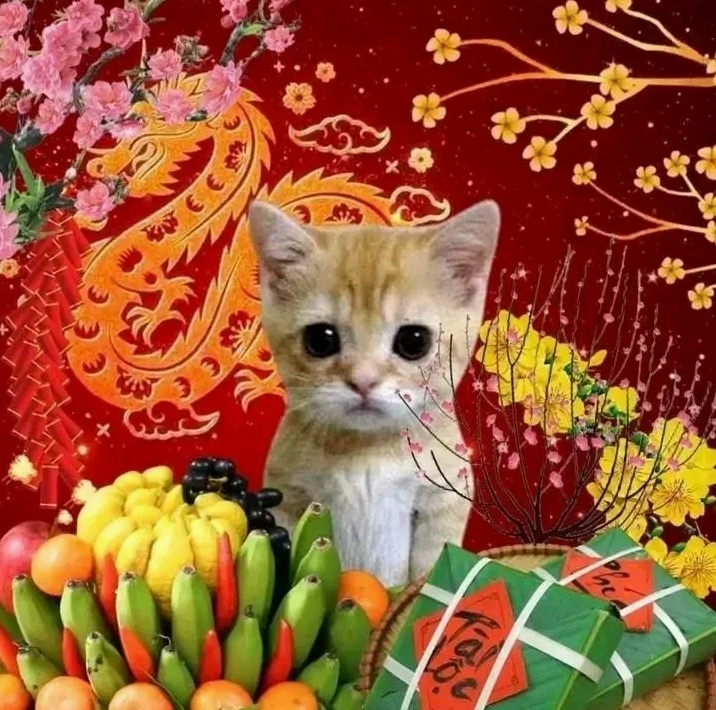 Ảnh meme mèo tết với gương mặt mếu máo, sắp khóc