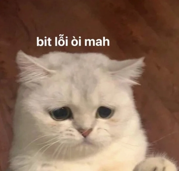 Ảnh meme mèo xin lỗi với gương mặt hối lỗi và bàn tay chắp