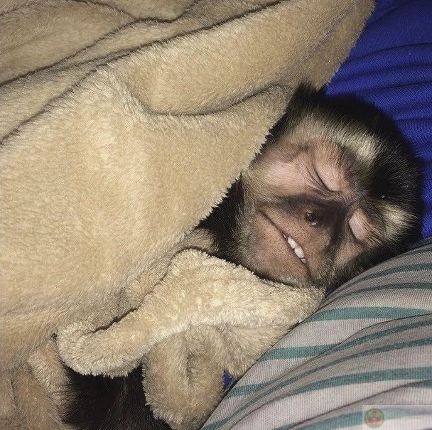 Bộ Sưu Tập Cận Cảnh Ảnh Meme Ngủ Hài Hước Nhất Bạn Từng Thấy 6 Ảnh meme ngủ 5 phút tỉnh dậy trời tối