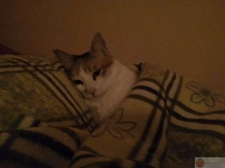 Bộ Sưu Tập Cận Cảnh Ảnh Meme Ngủ Hài Hước Nhất Bạn Từng Thấy 8 Ảnh meme ngủ một giấc xong quên luôn việc đang làm