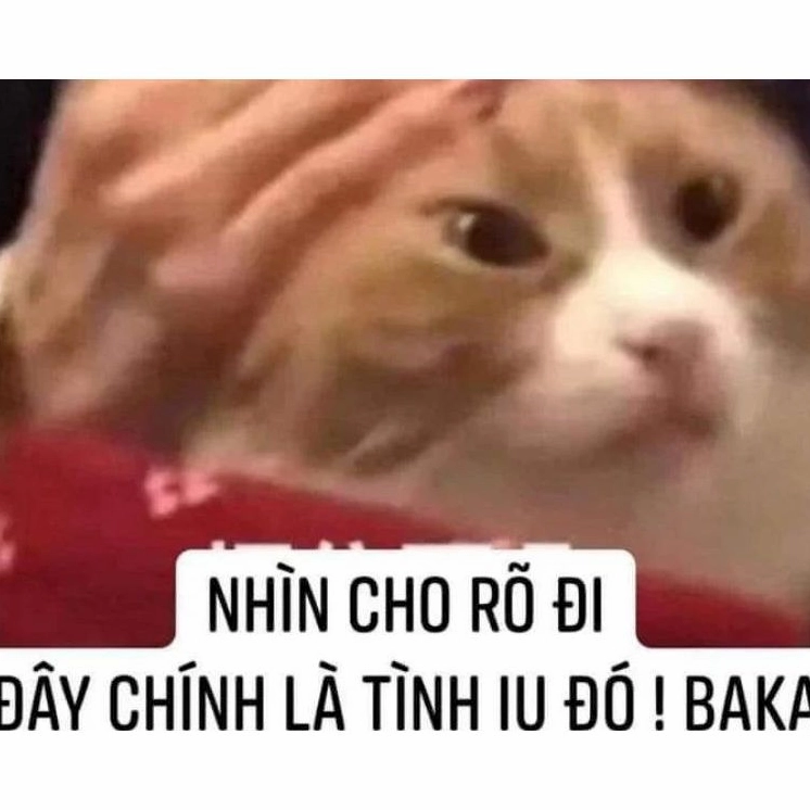 Ảnh meme tình yêu hài hước với hình ảnh đôi chim ưng