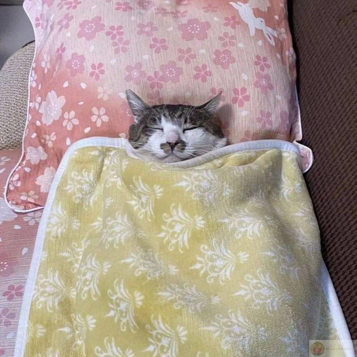 Bộ Sưu Tập Cận Cảnh Ảnh Meme Ngủ Hài Hước Nhất Bạn Từng Thấy 12 Ảnh meme tư thế ngủ không giống ai vẫn ngủ ngon lành