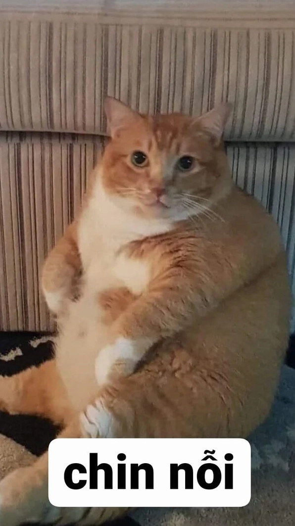 Ảnh meme xin lỗi với gương mặt mèo đáng yêu đang chắp tay