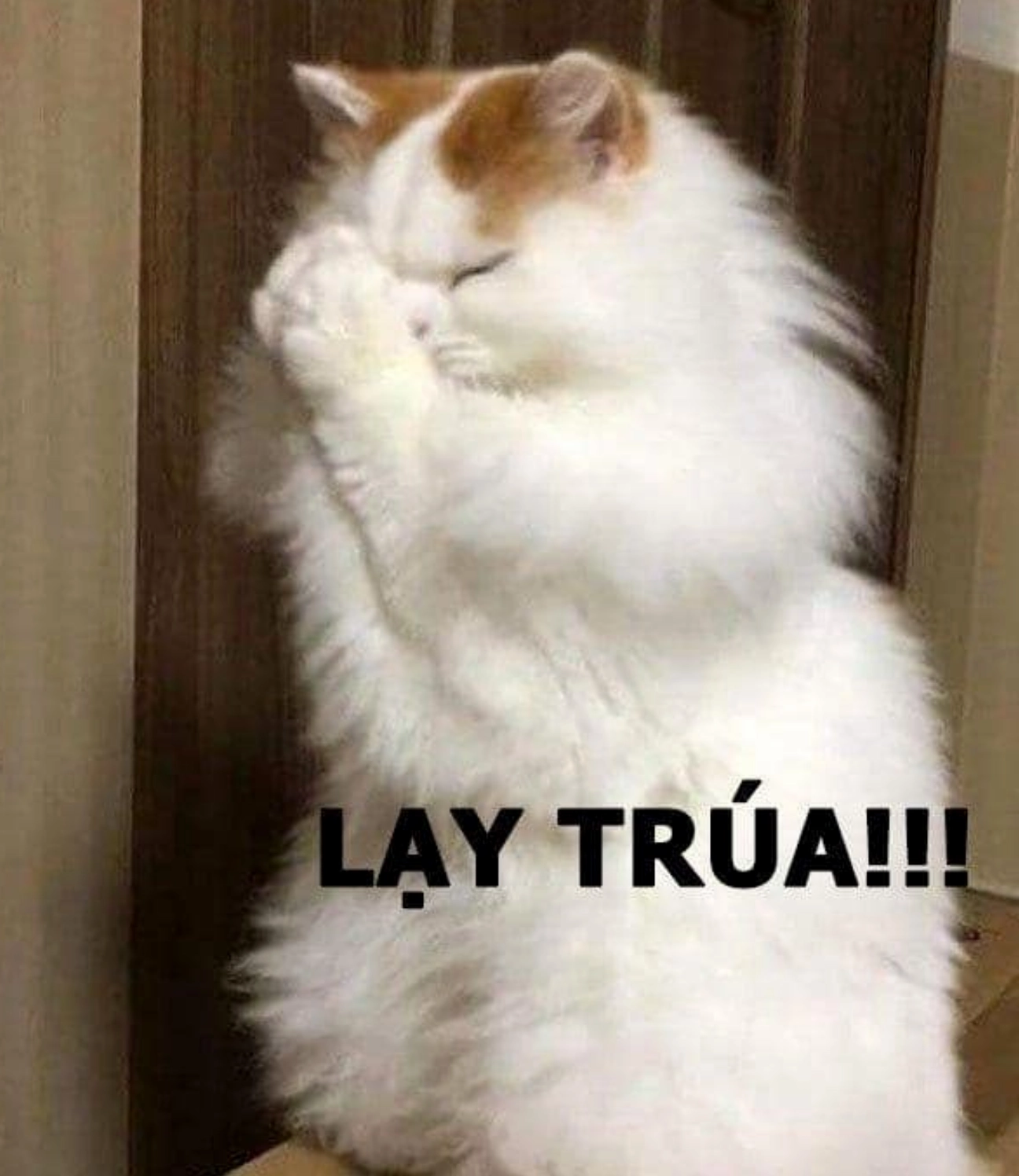 ảnh mèo đứng 2 chân meme đang cầu trời khấn phật một cách hài hước