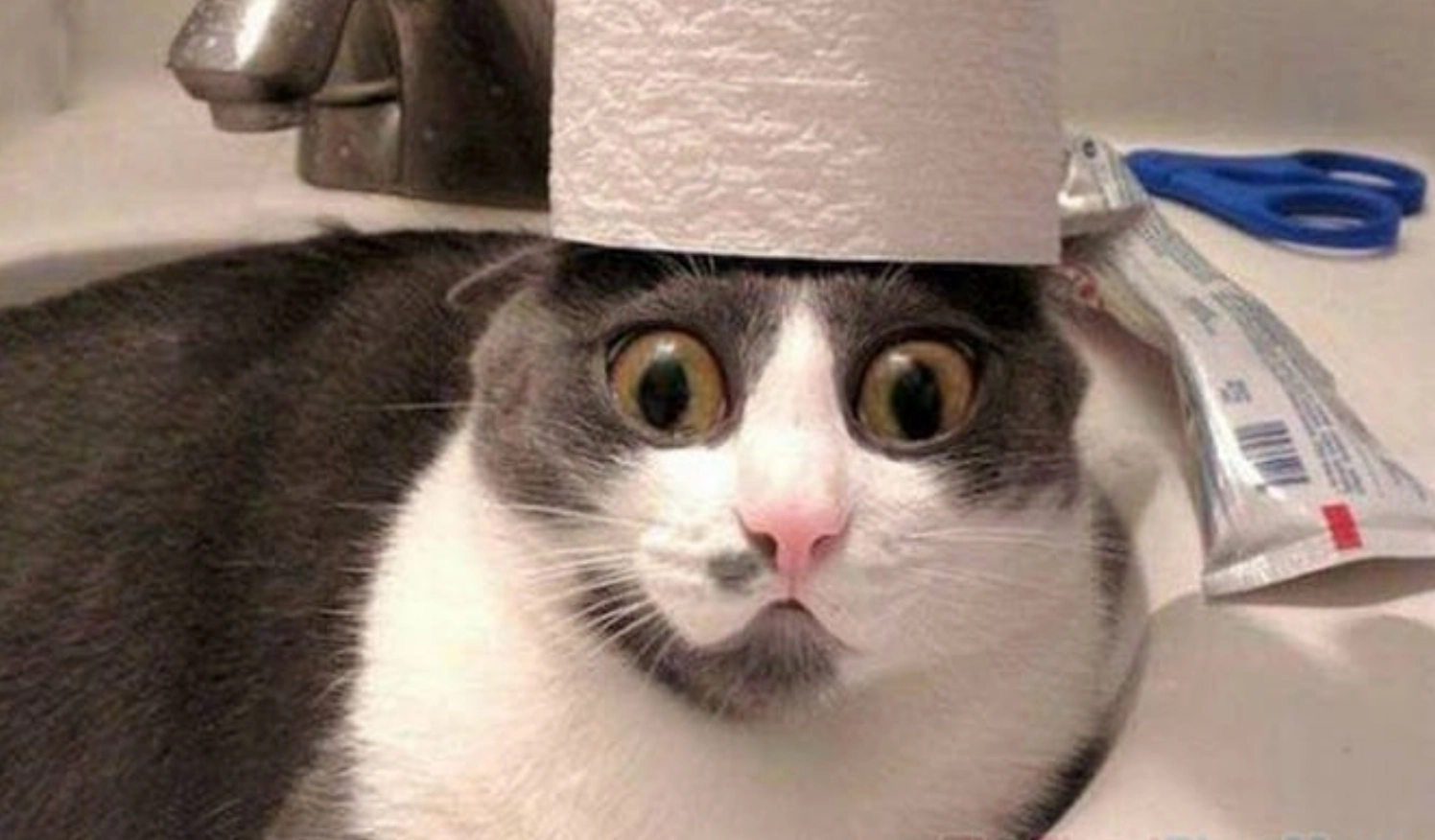 ảnh mèo đứng 2 chân meme đội giấy vệ sinh lên đầu hài hước