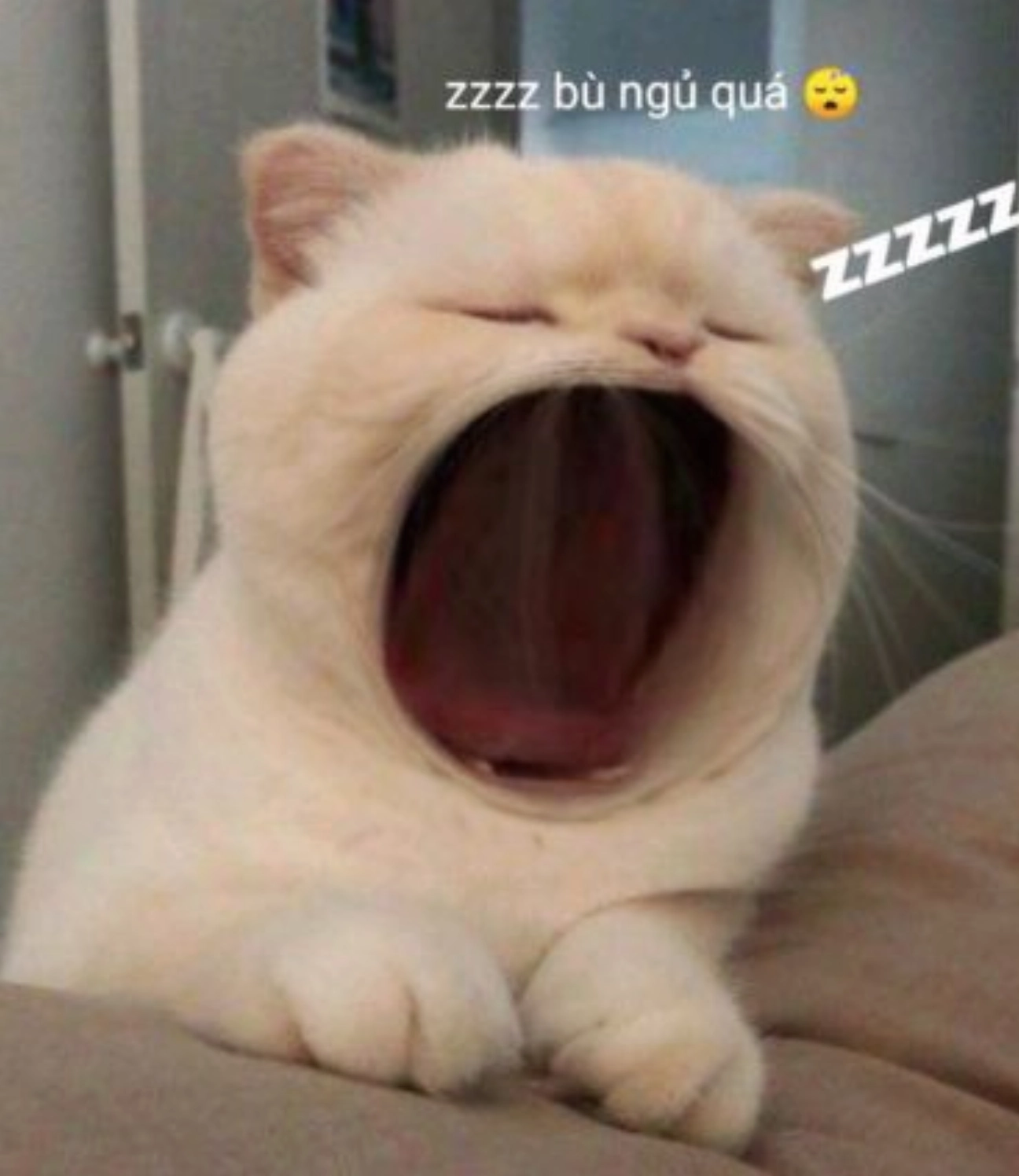ảnh mèo đứng 2 chân meme khoảnh khắc ngáp ngủ đáng yêu của mèo