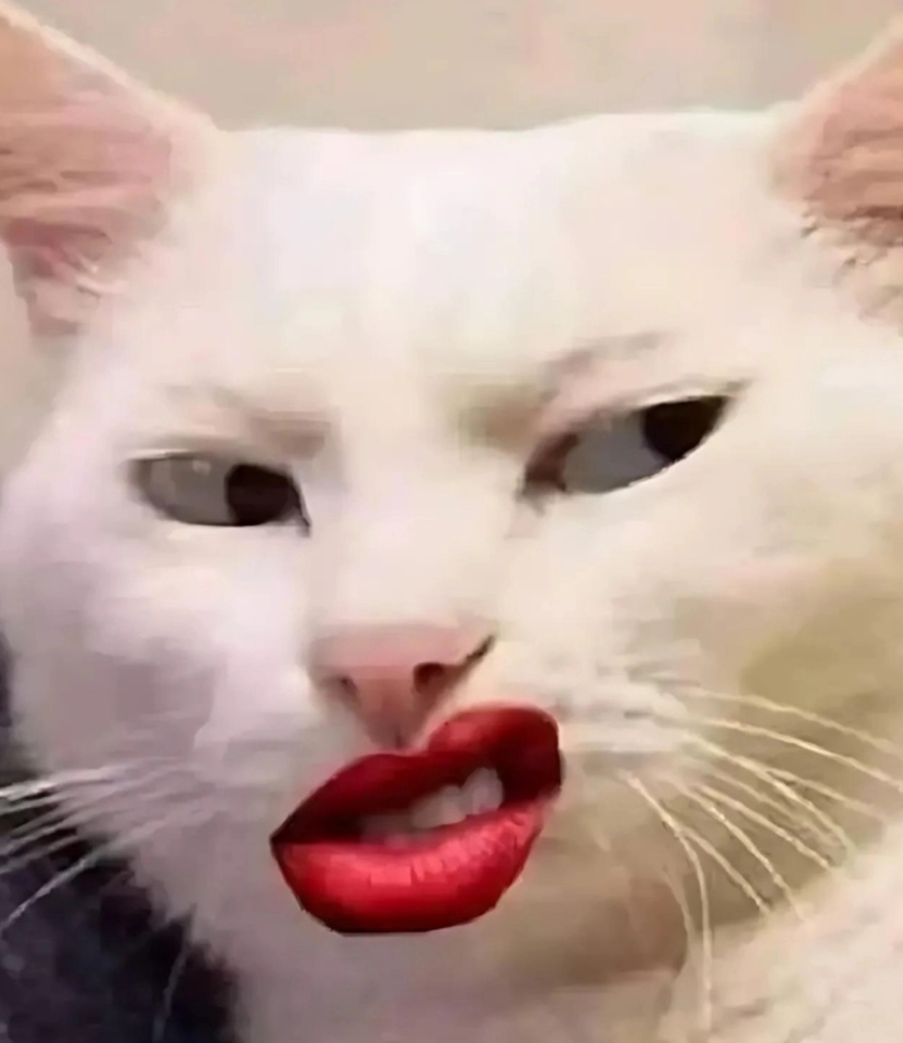 ảnh mèo đứng 2 chân meme nhếch mép với điệu cười đầy ẩn ý