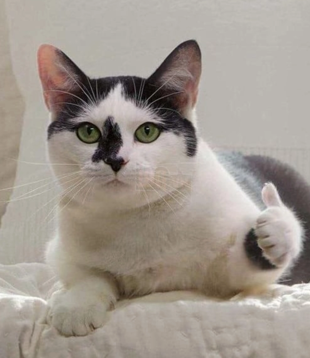 ảnh mèo đứng 2 chân meme thả like đầy hài hước và nhiệt tình