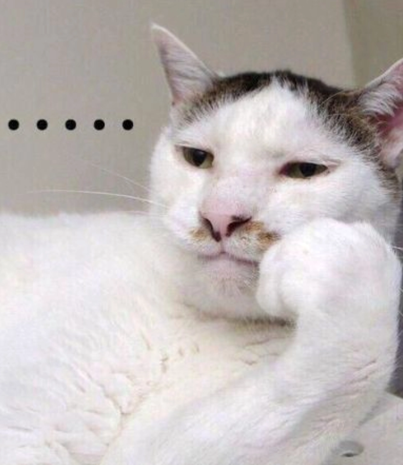 ảnh mèo đứng 2 chân meme với biểu cảm bất lực không thể diễn tả