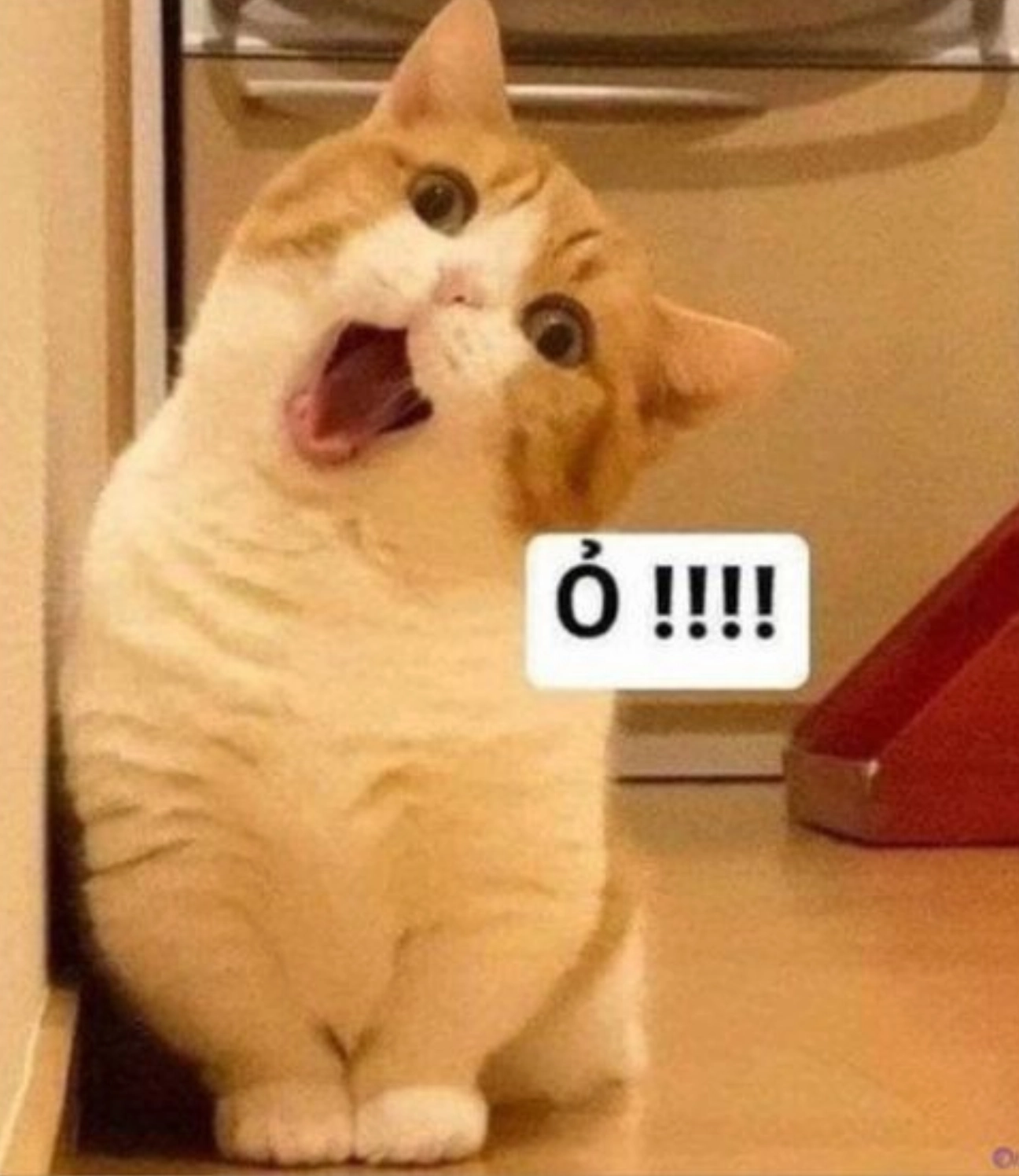 ảnh mèo đứng 2 chân meme với biểu cảm bất ngờ đến ngỡ ngàng