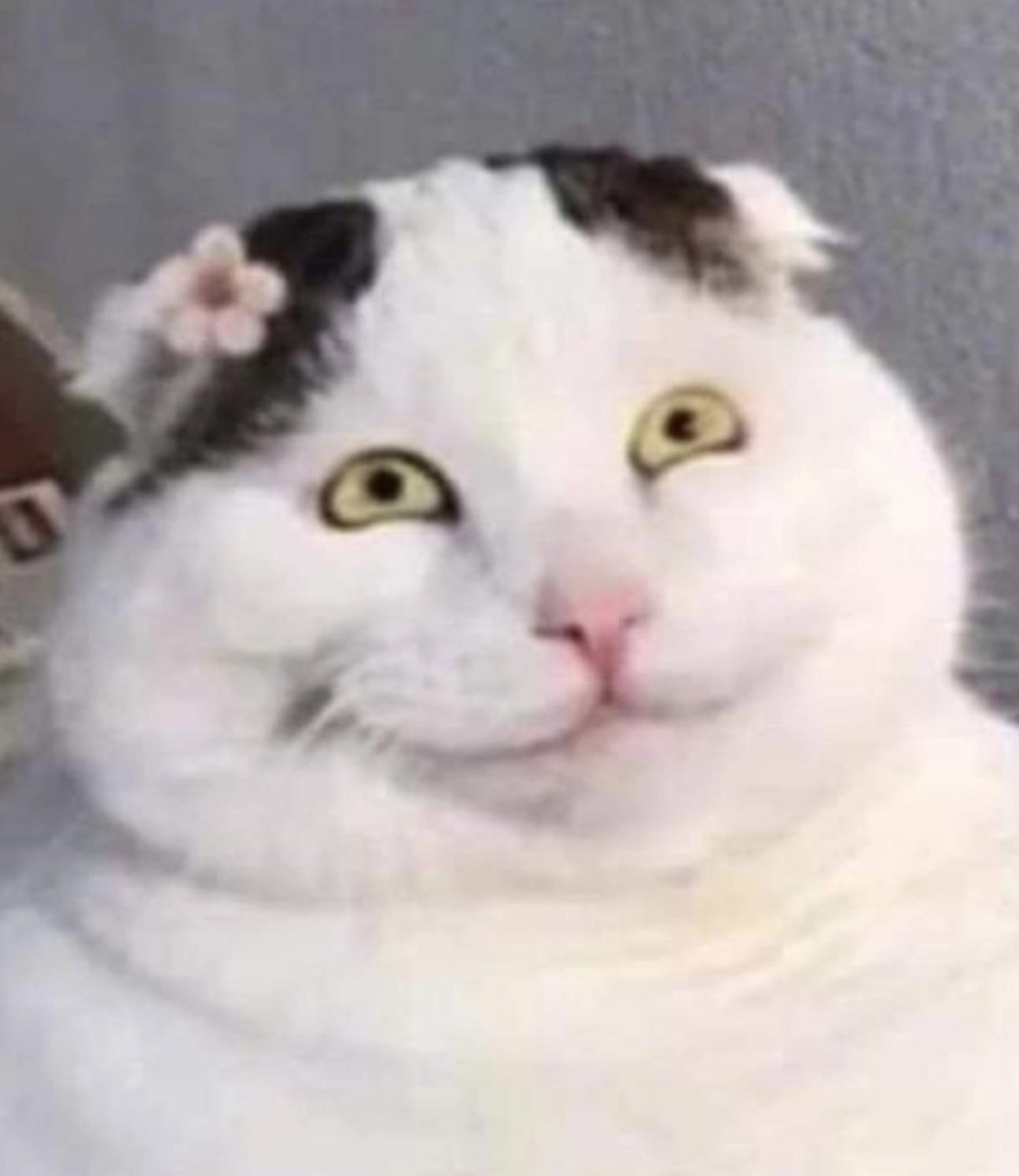 ảnh mèo đứng 2 chân meme với biểu cảm phởn chí và vui vẻ