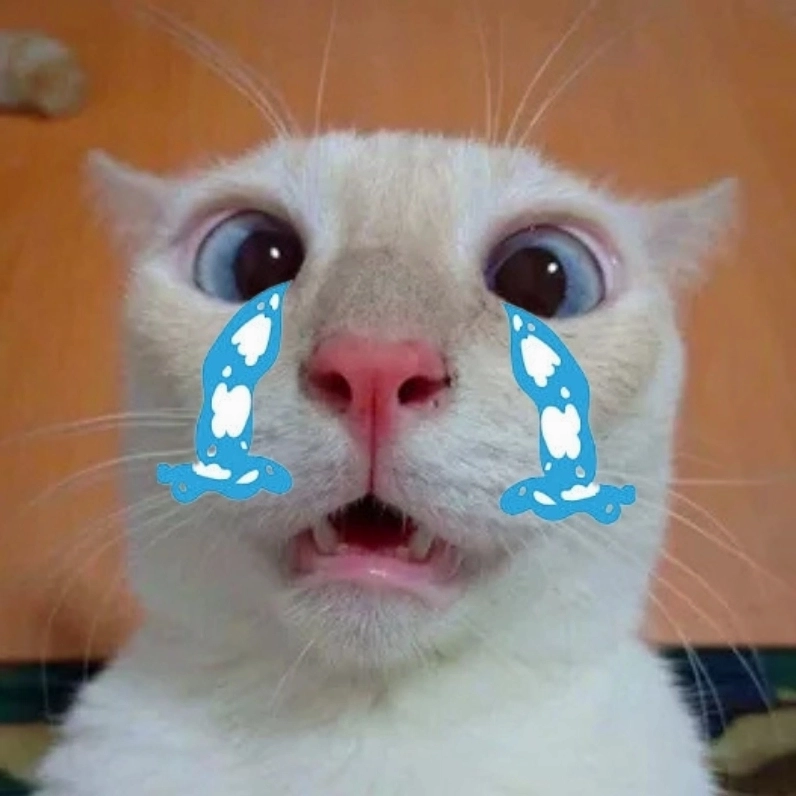 Ảnh mèo khóc meme độc đáo muốn share ngay