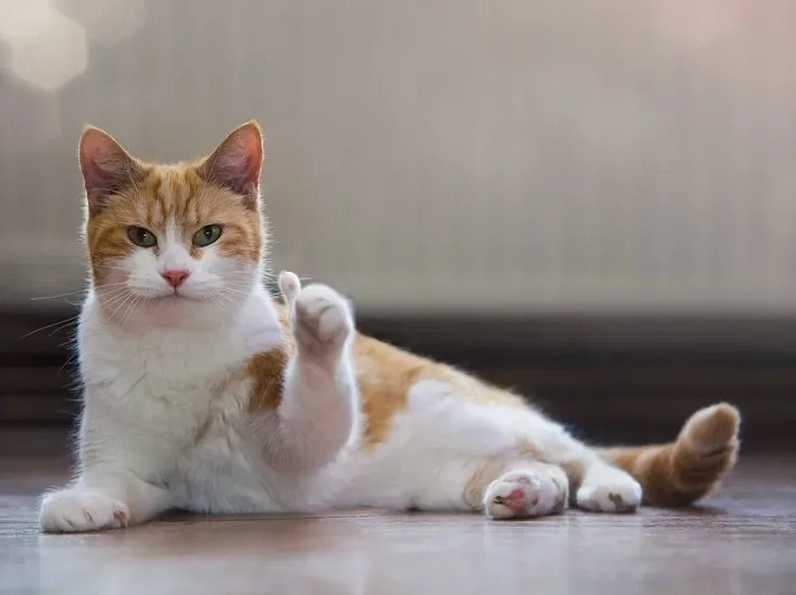 Ảnh mèo like meme bá đạo giơ ngón cái