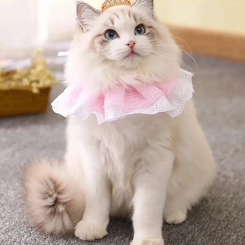 Bộ Sưu Tập Cười Té Ghế với Ảnh Mèo Meme Cười Ngả Nghiêng Phê Pha 4 Ảnh mèo meme cười dễ thương vượt sức tưởng tượng