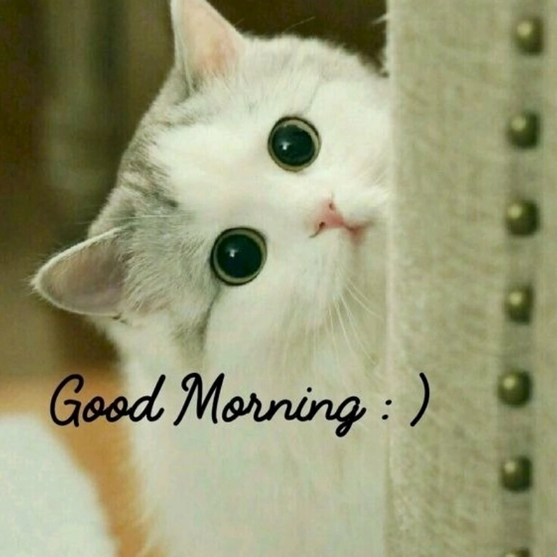 Bộ Sưu Tập Cười Té Ghế với Ảnh Mèo Meme Cười Ngả Nghiêng Phê Pha 9 Ảnh mèo meme cười hạnh phúc với cuộc sống