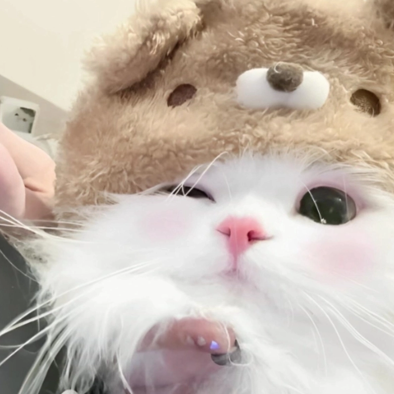 Bộ Sưu Tập Cười Té Ghế với Ảnh Mèo Meme Cười Ngả Nghiêng Phê Pha 2 Ảnh mèo meme cười khoe visual 'đỉnh của chóp'