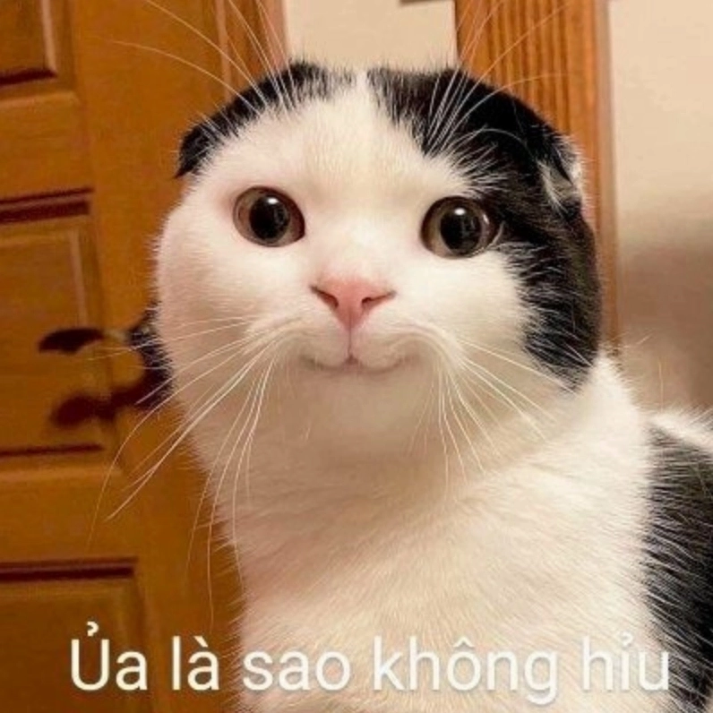 Bộ Sưu Tập Cười Té Ghế với Ảnh Mèo Meme Cười Ngả Nghiêng Phê Pha 14 Ảnh mèo meme cười 'mắt híp' đầy sự thỏa mãn