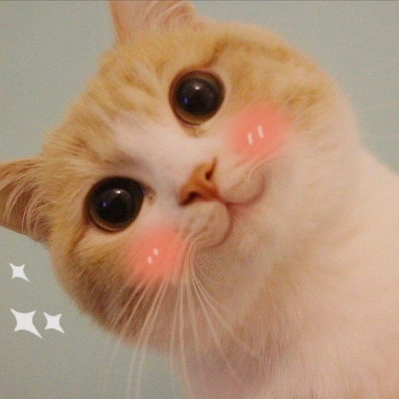 Bộ Sưu Tập Cười Té Ghế với Ảnh Mèo Meme Cười Ngả Nghiêng Phê Pha 7 Ảnh mèo meme cười ngáo ngơ 'mlem mlem' làm tan chảy