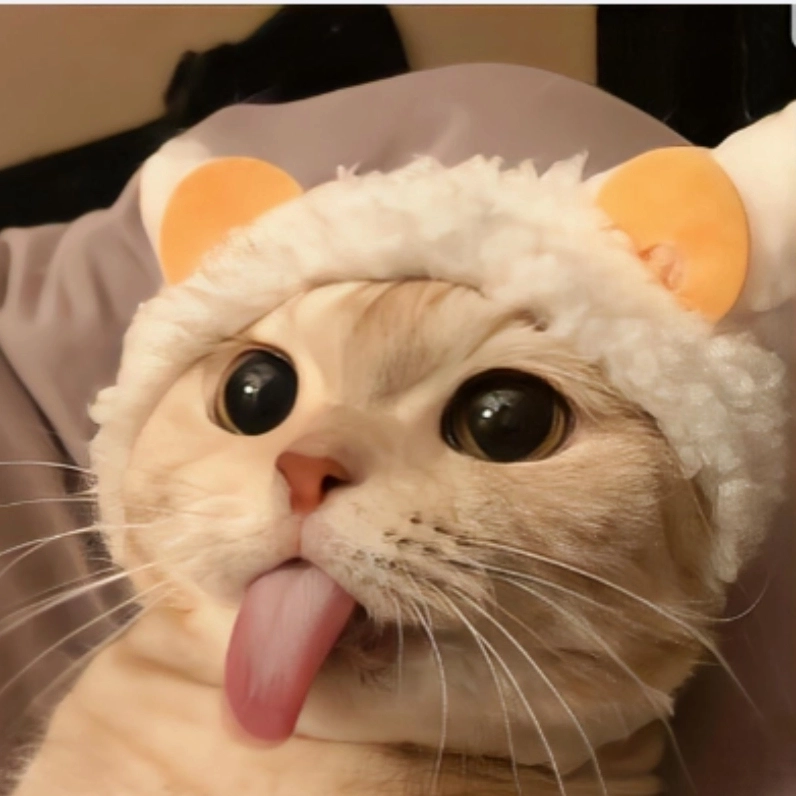 Bộ Sưu Tập Cười Té Ghế với Ảnh Mèo Meme Cười Ngả Nghiêng Phê Pha 6 Ảnh mèo meme cười với ánh mắt 'biết tuốt'