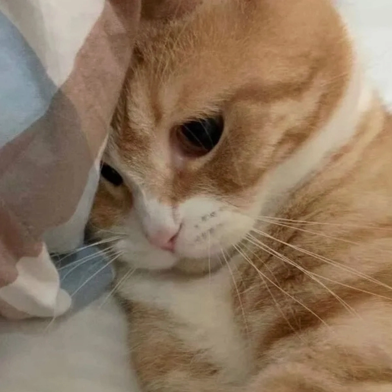 Bộ Sưu Tập Cười Té Ghế với Ảnh Mèo Meme Cười Ngả Nghiêng Phê Pha 8 Ảnh mèo meme cười với ánh mắt ngây thơ 'vô số tội'